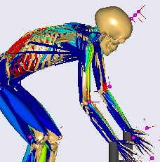 AI姿勢推定ツールからの3Dモーションデータの活用【筋骨格解析】
