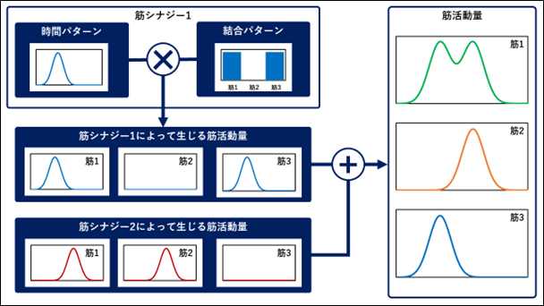 筋骨格モデル解析由来の筋活動量を入力とした筋シナジー解析