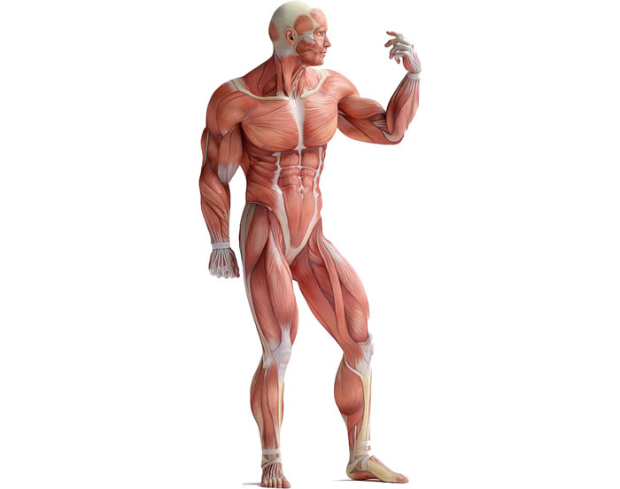 筋骨格モデルの必要性 Discover Cae