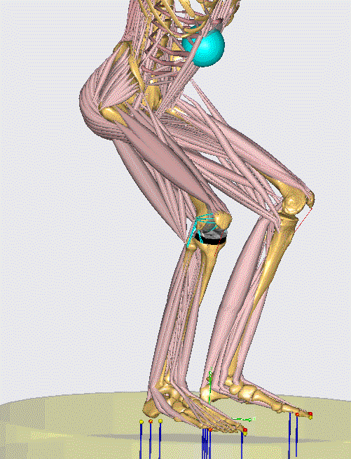 KneeModel_GIF_FDK_SQUAT