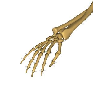 Detailed Hand Model