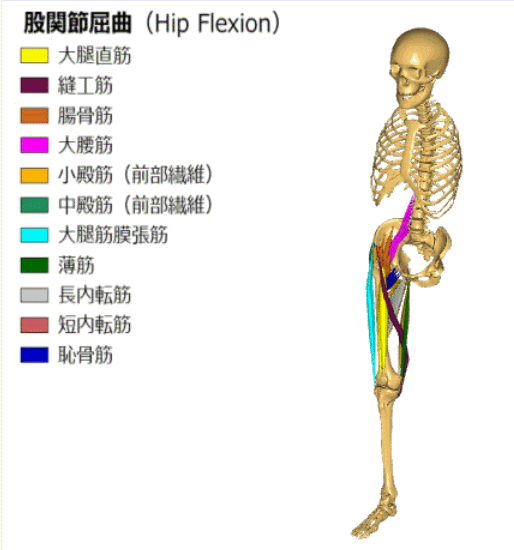 ①関節運動と筋走行を確認する視覚資料