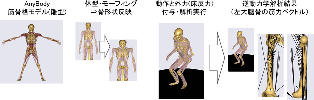 筋骨格解析機能（AMS : AnyBody Modeling Systemによる解析実行）